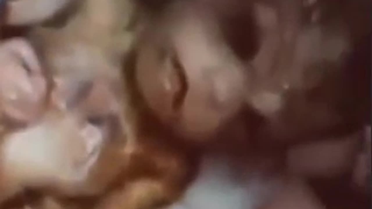 hybrid "humans"?