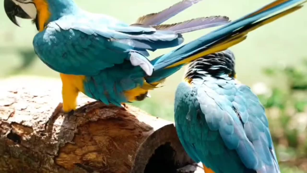 Lovely Birds