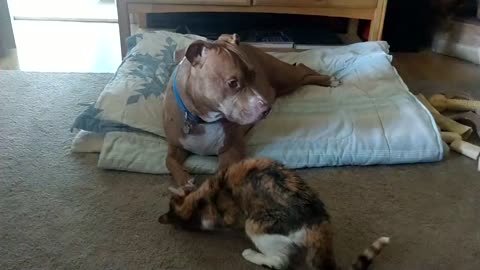 Pitbull friend the cat