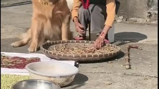 FUNNY_ANIMALS_VIDEOS)