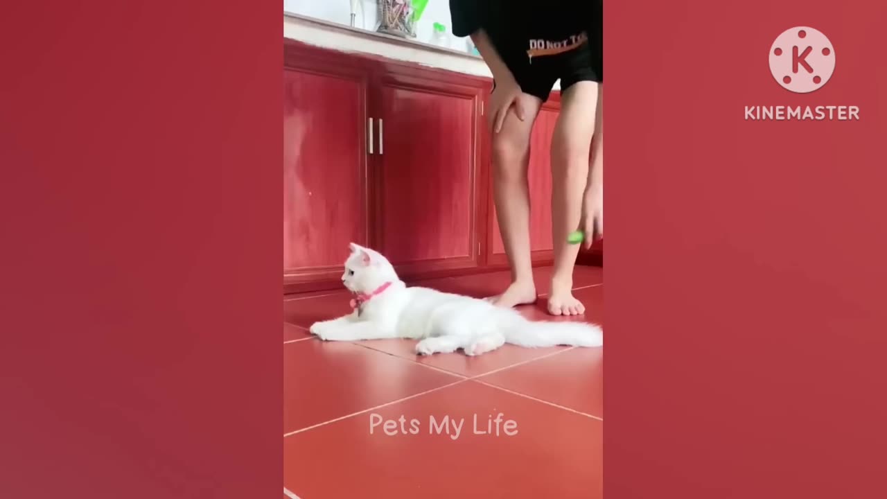 New Funny Animals 2023 😍😁 Funniest Cats and Dogs Videos 😹🐶 Part 1