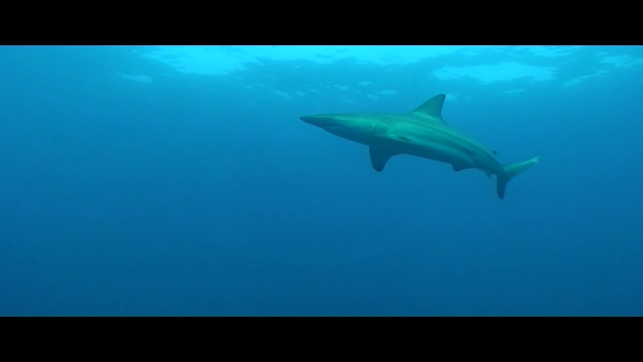 Aliwal Shoal Shark Dive South Africa