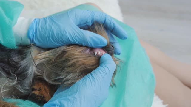 Examination of the puppy's jaw by a veterinarian wearing gloves