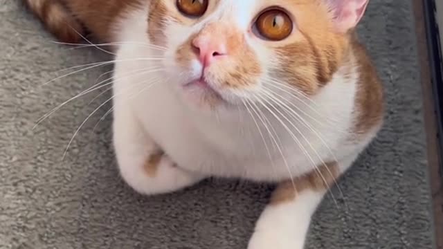 Do your cats like baths🛁 #cat #clean #fresh #catbath ##PetsOfTikTok#cutecats #bathtime