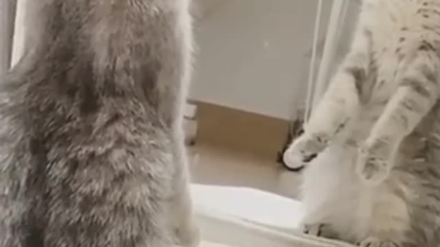 Cute Animals #shorts