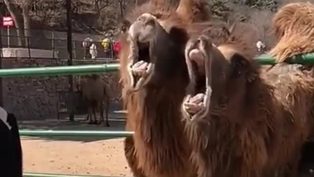 The camel said, are you going to feed me #foryou #funny #haha #animals #pet #fyp