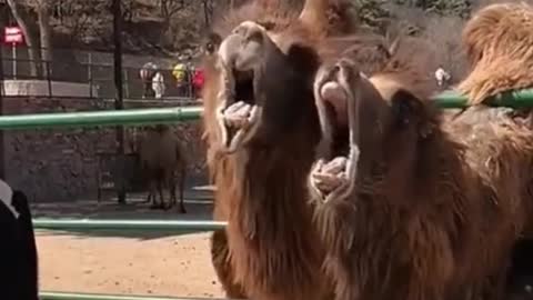 The camel said, are you going to feed me #foryou #funny #haha #animals #pet #fyp