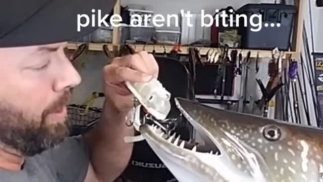 I'd just be happy to catch a pike..