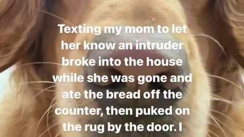 My dog is so sad 😢 doglover04