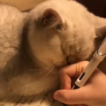 Cuteeeeee and tired cattt #shorts #tired cat 😊🥺🔥🔥💚🐺✌️