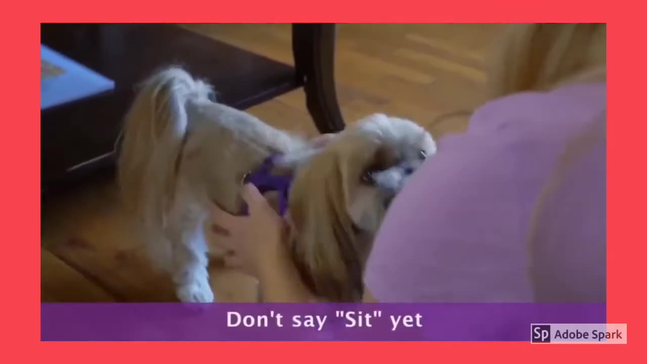 How to TRAIN your Dog to SIT - Step 1 - Dog Training Videos For Beginners