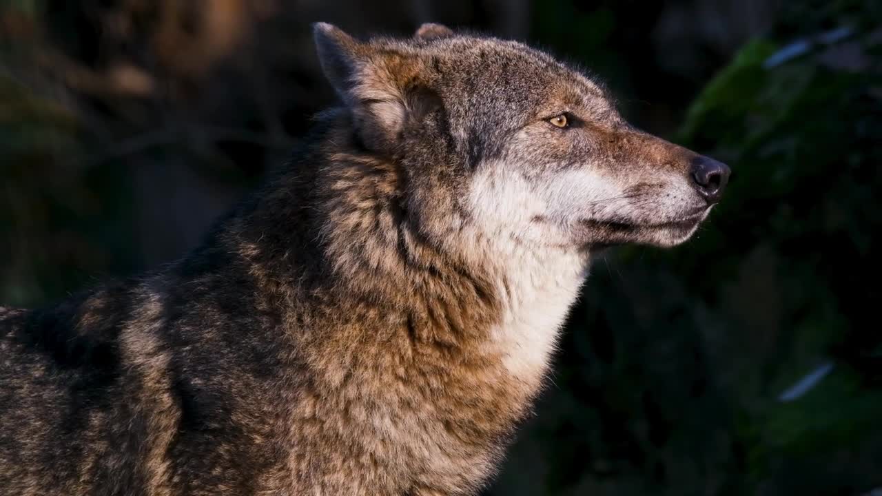 WOLF LICKING AFTER HE HUNTS Amazing wolf footage close up