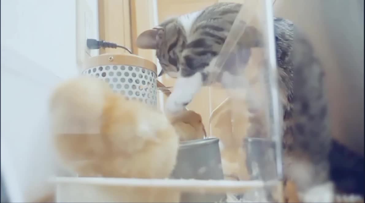 Cut cat and chicken baby's must watch β€οΈππΊπ
