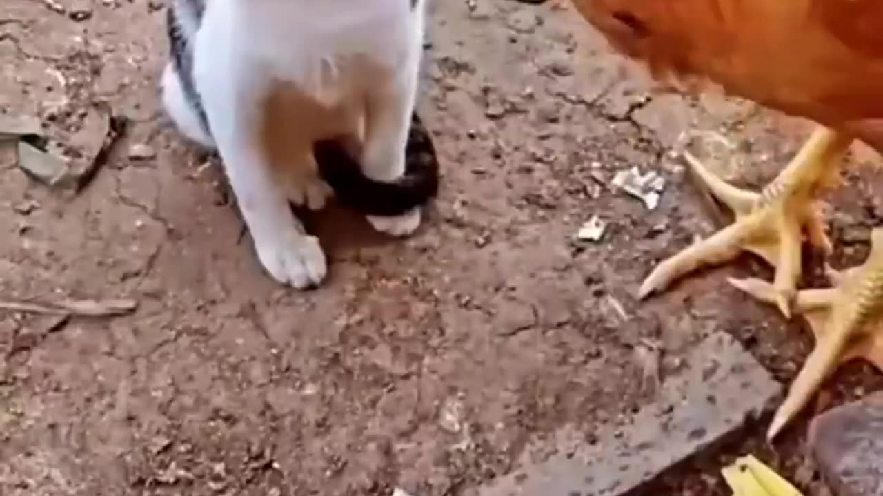 the chicken fighting with cat