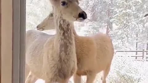 Two fawn