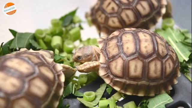 Group of baby African tortoise eating vegetables