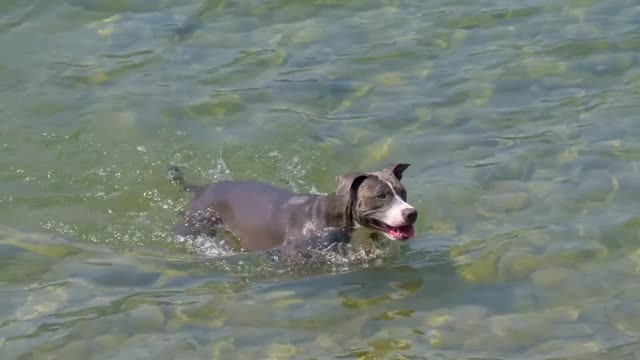 dog swimming play