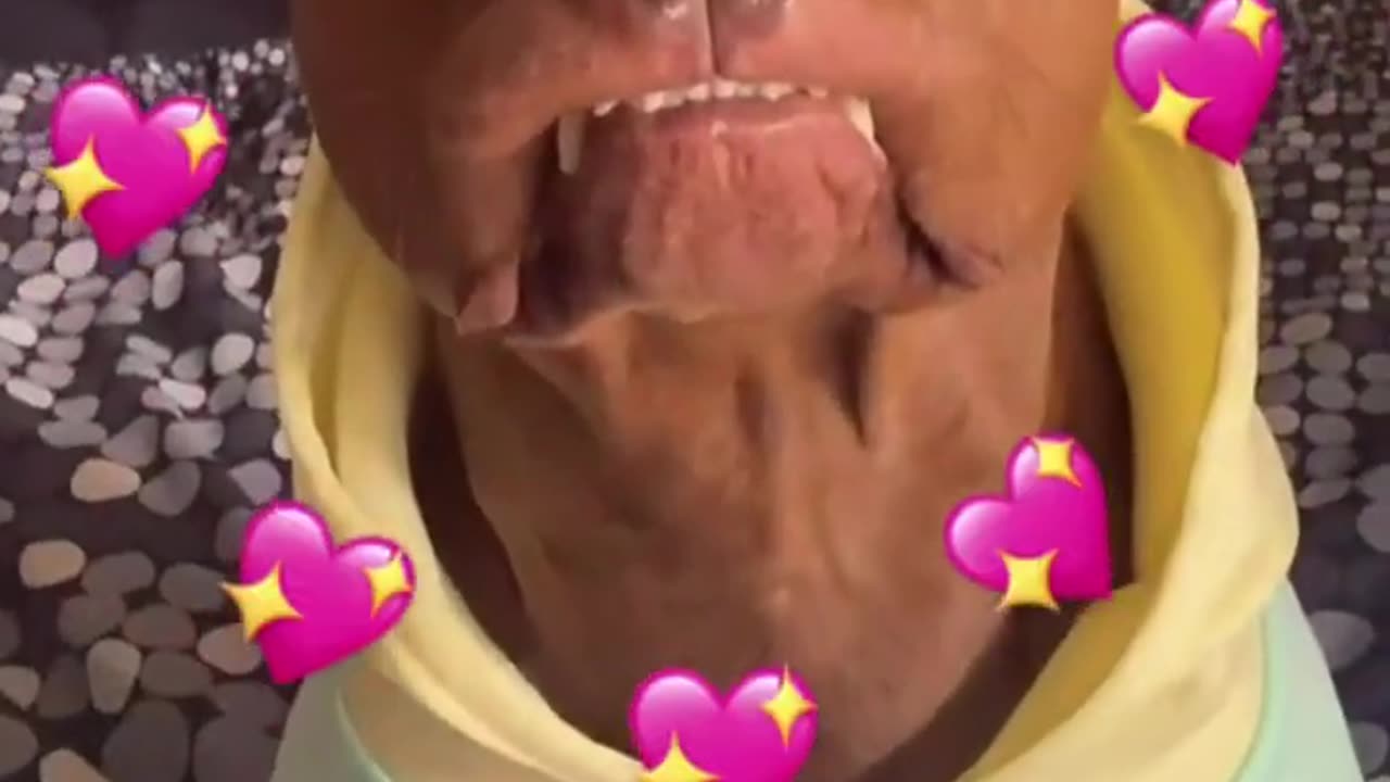 Funny Animals