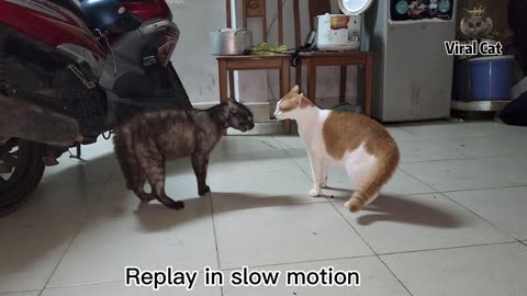 Jealous Cats Meowing Fighting So Funny 4K Quality Video