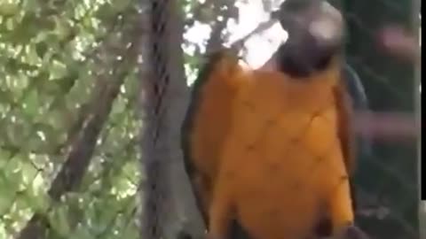 Parrot raving with fellow humans