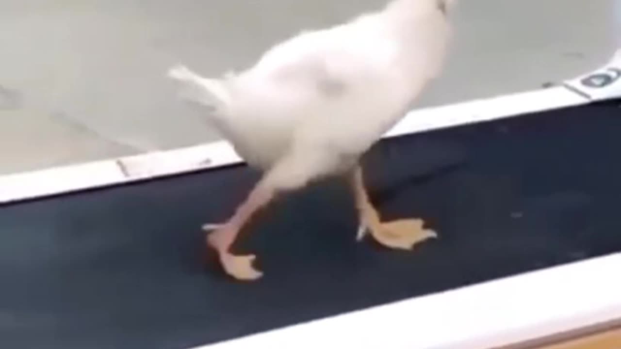 best funny animals compilation video 2022 | funny animal video #shorts #rumbleshortvideo