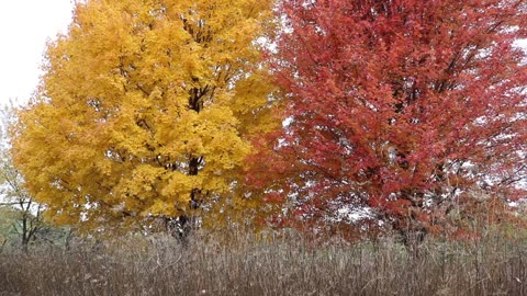 Relaxing Music - Fall asleep, relax, concentrate, meditate to 4 hours of music and nature scenes.