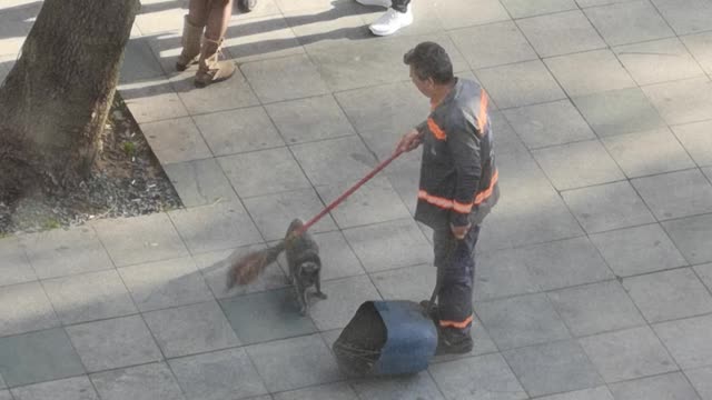 Street Sweeper Plays With Stray Kitty