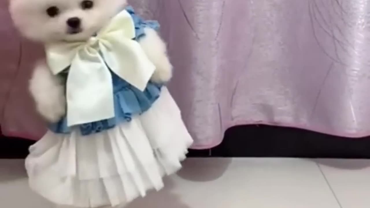 cute pomeranian _ dog status video _ tiktok