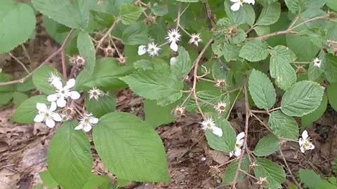 Blackberry Bush