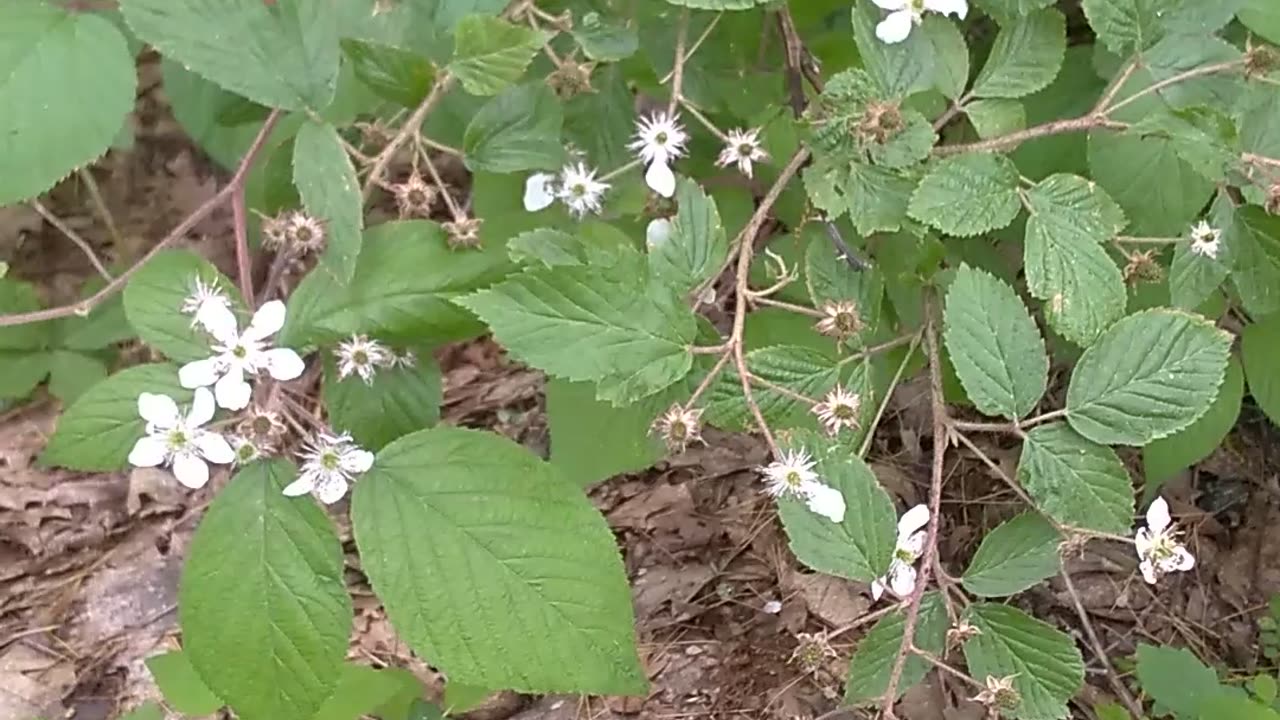 Blackberry Bush