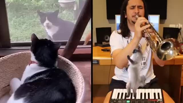 How to make a song with your neighbour's cat (Let Me In)