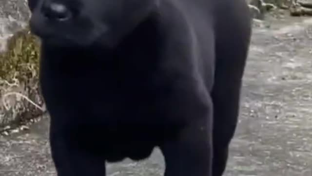 It is said that black dogs ward off evil spirits