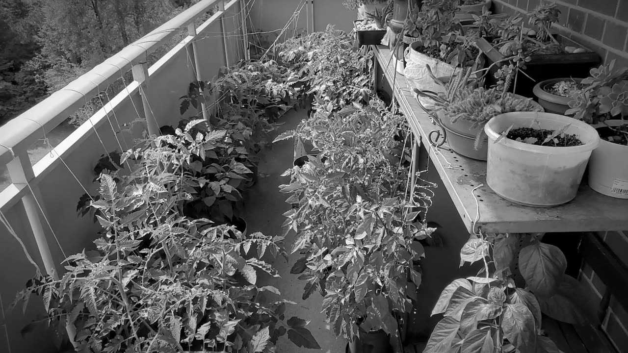 Balcony farm, Toronto, ON.