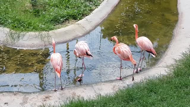 A beautiful pat of flamingos drinking in a pond of water