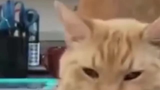 ||Funny cat moment compilation|| #cat