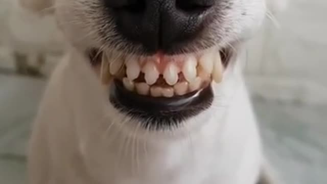 Funny Laughing Dog With Fake Teeth