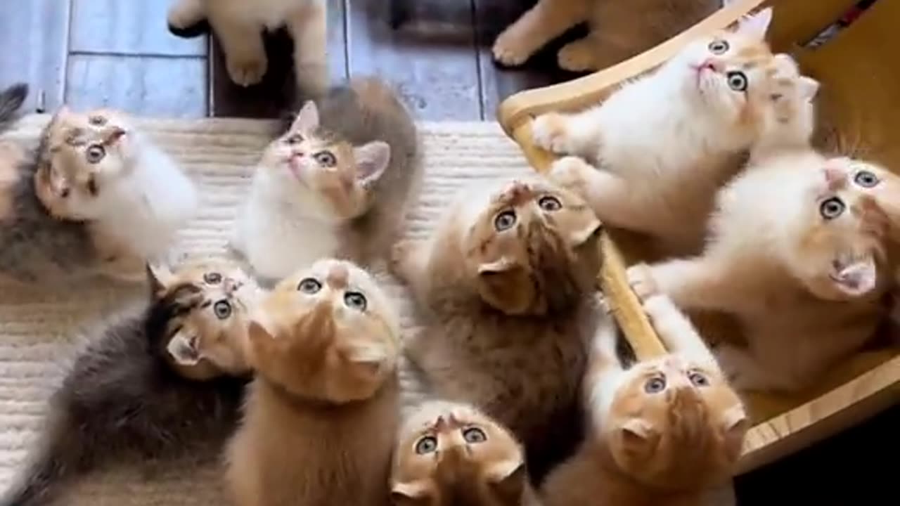 Cute cats video compilation 29