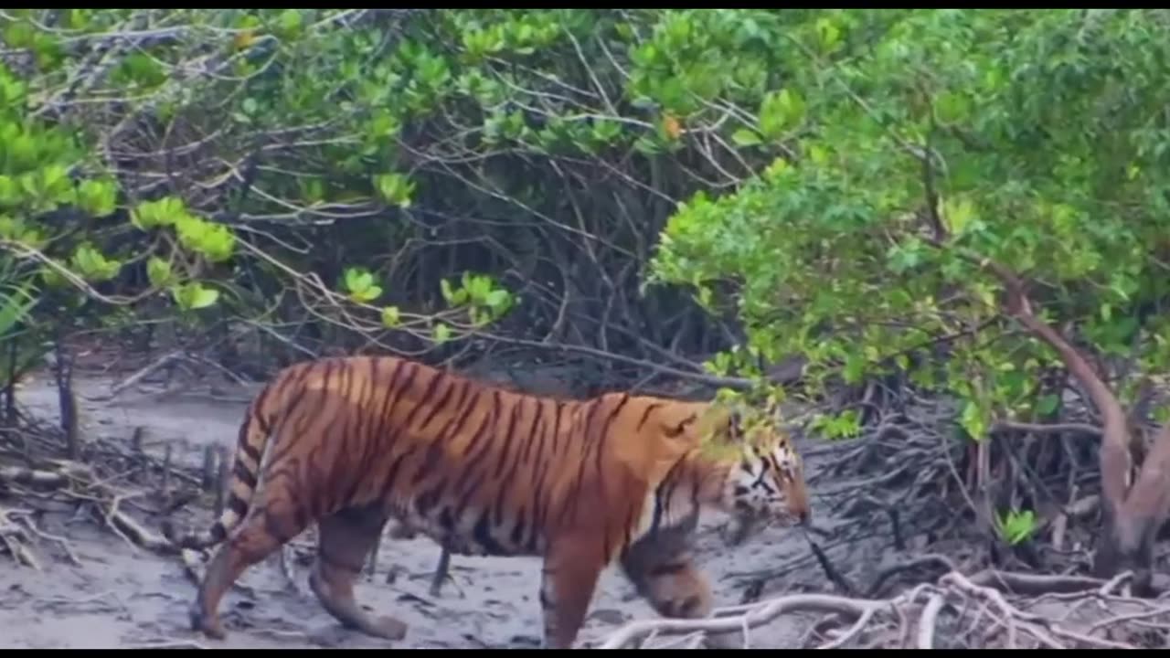 Sundarbans: The Largest Mangrove Forest of The