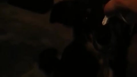 roxie eating whipped cream!!!!