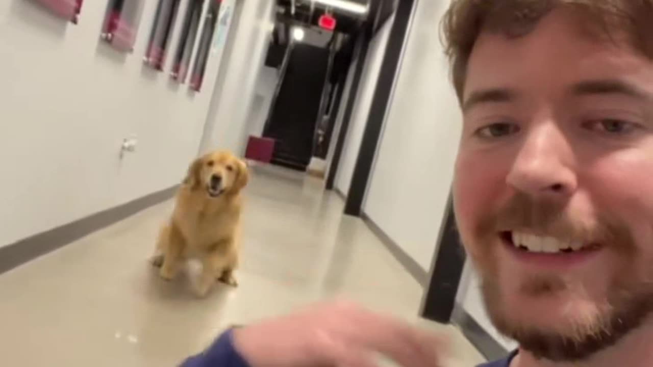 Mr Beast dog