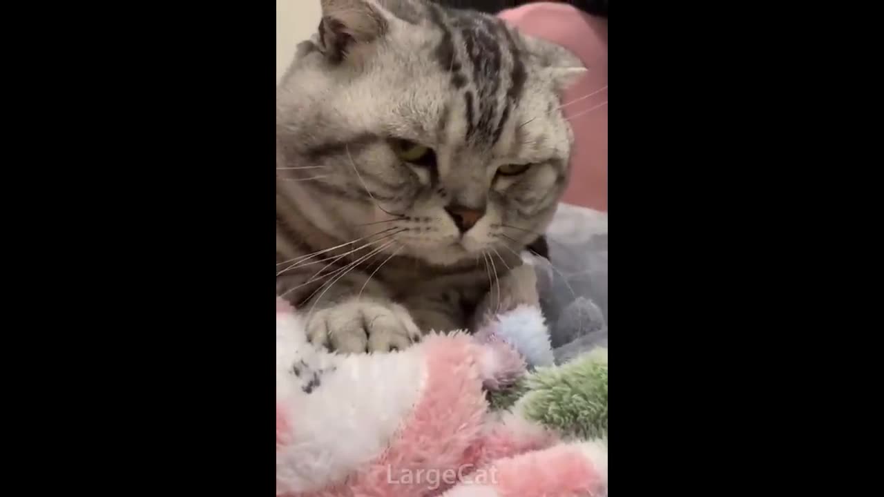 offensive memes but if ylyl v26