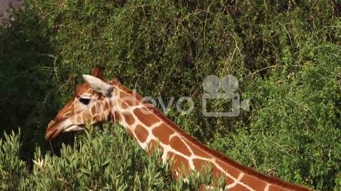 Reticulated Giraffe, giraffa camelopardalis reticulata, Samburu park in Kenya, Real Time 4K