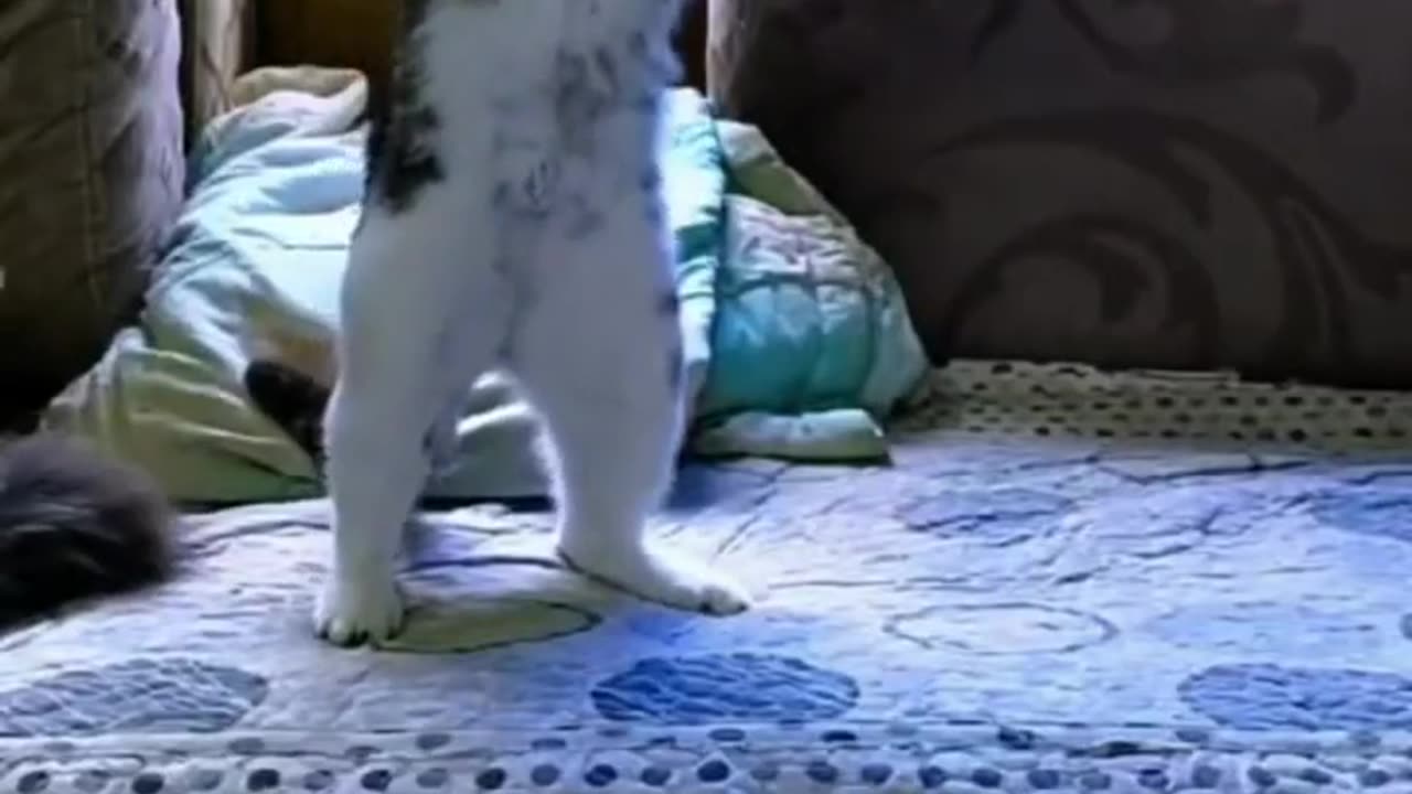 Amazing Funny Cats Trending Clips😍