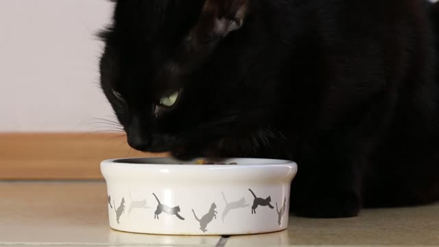 cat eating