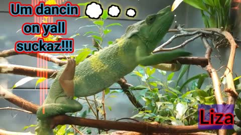 A lizard beat them in dancing, wow!!!