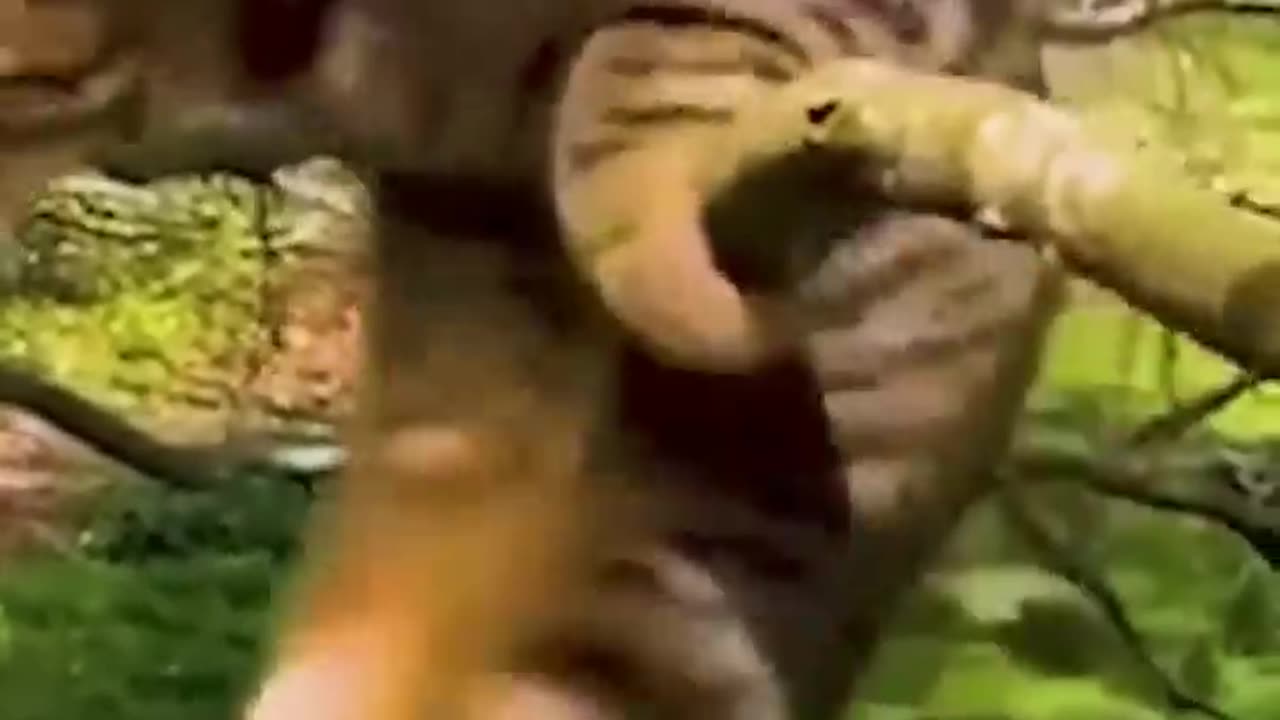 Funny Animal Part-1