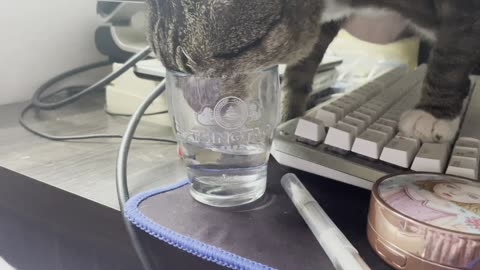 The cat is drinking my water naturally...