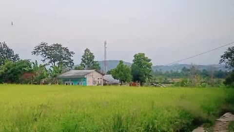 lonely day in the fields