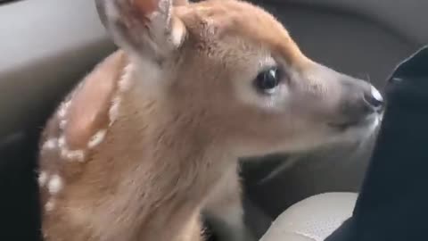 Fawn Bleats After Being Rescued || ViralHog