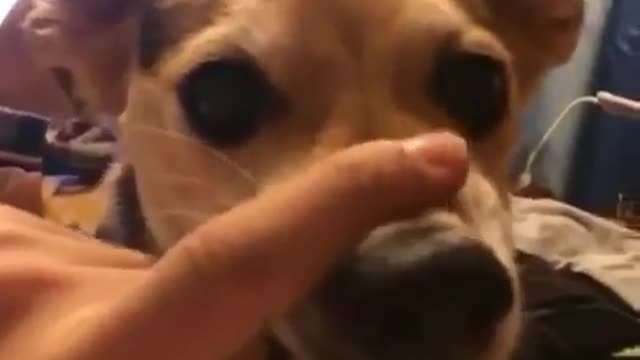 There are stupid dogs at home